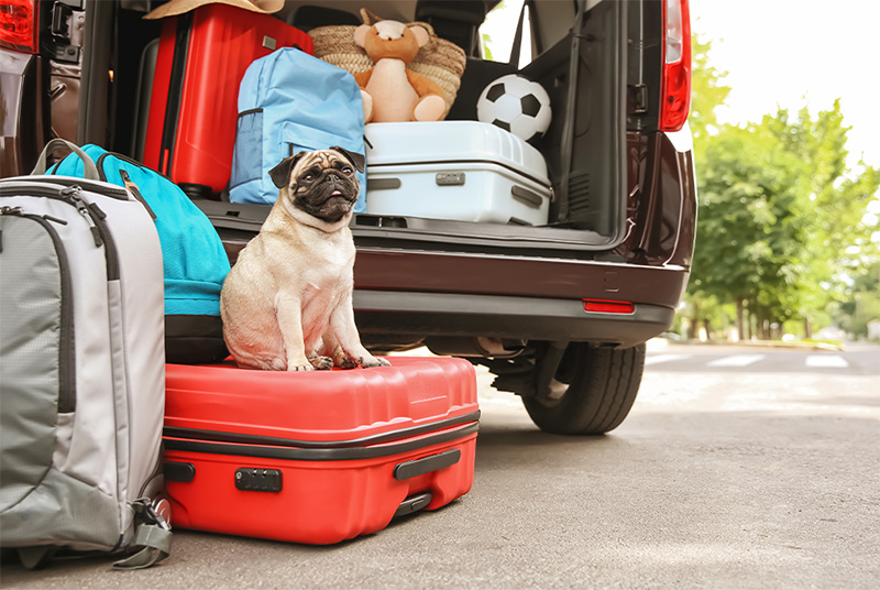 A car full of suitcases, and a pug, ready to go on vacation.